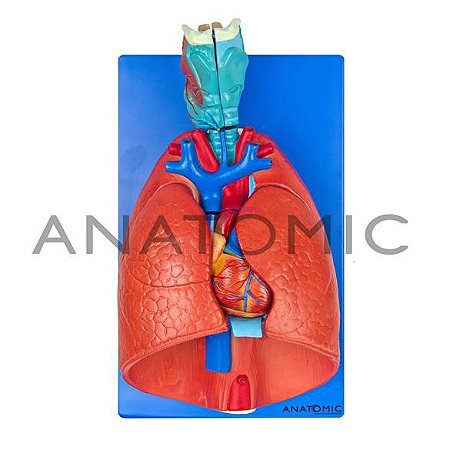Modelo Sistema Respiratório E Cardiovascular Em 7 Partes Pulmão C/ Traquéia TGD-0318-B