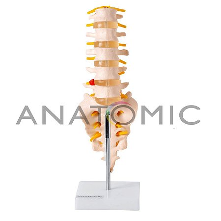 Modelo Coluna Vertebral Lombar TGD-0145B