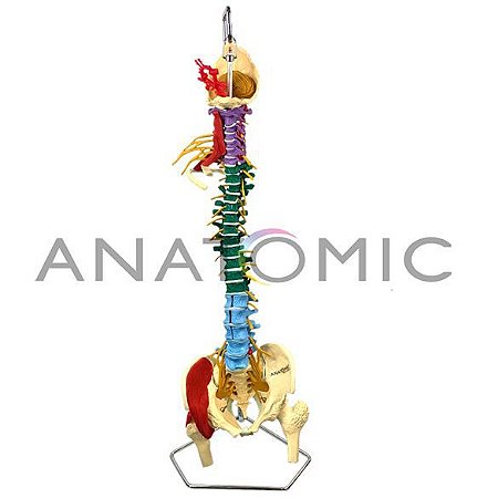 Coluna Vertebral Multifuncional, Flexível em Tamanho Natural - TGD-0148-M