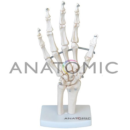 Esqueleto da Mão com Ossos do Punho - TGD-0157-B