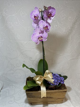 orquidea cachepot + violeta
