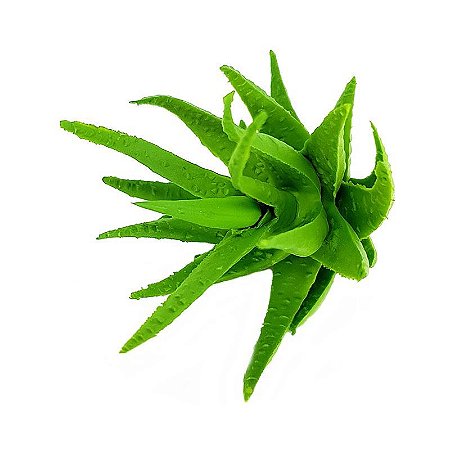 Suculenta Aloe Cacto em Silicone Verde
