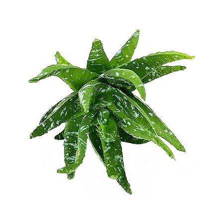 Suculenta Aloe Cacto em Silicone Verde Pintado