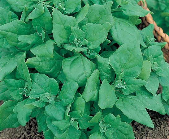 Sementes Espinafre Nova Zelândia embalagem 3 kg Topseed