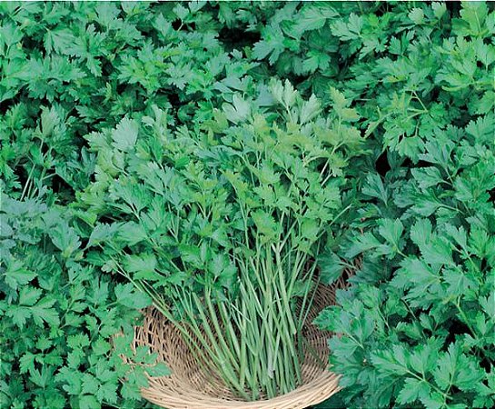 Sementes De Salsa Paulista Pacote com 500 Gramas Topseed
