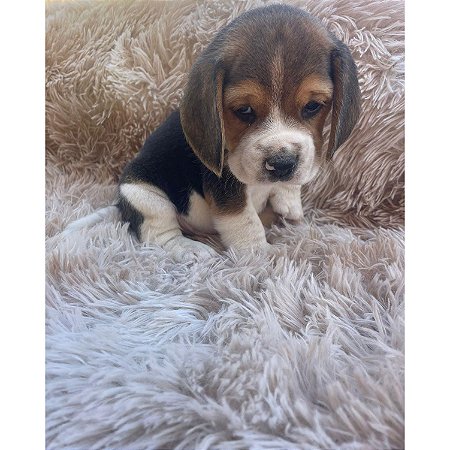 FILHOTE BEAGLE 13 POLEGADAS