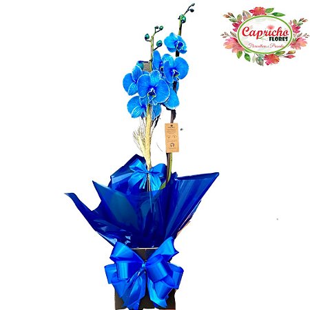 Orquídea Phalaenopsis Azul
