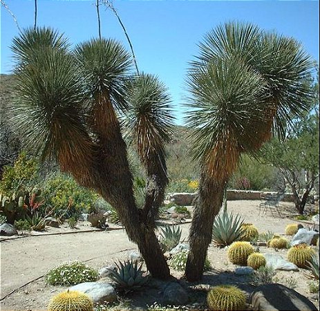 Muda Yucca elata ou árvore-sabão Rara Novidade
