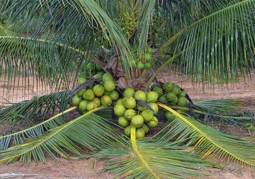 Muda de Coco Anão Precoce 1 metro - Dancruz Plantas