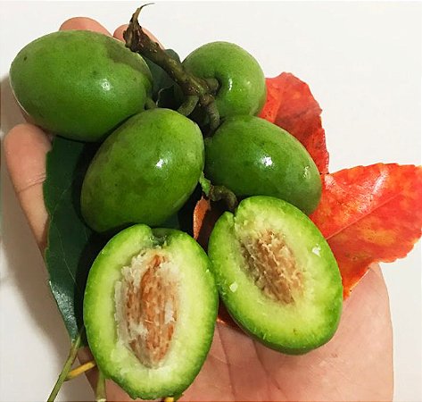 Muda Azeitona do Ceilão ( Elaeocarpus serratus )