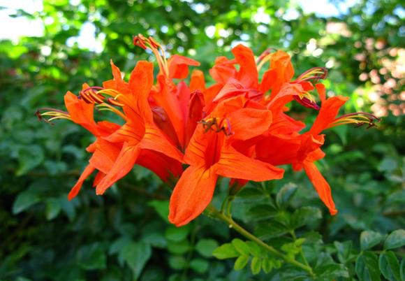 muda flor trepadeira Tecomaria vermelha