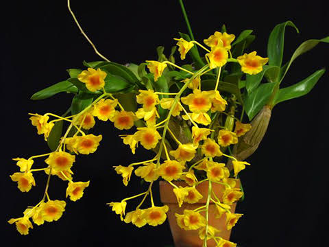 Dendrobium Crisotoxum