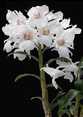Dendrobium Sanderae