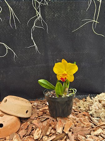 Cattleya Ayrton Senna