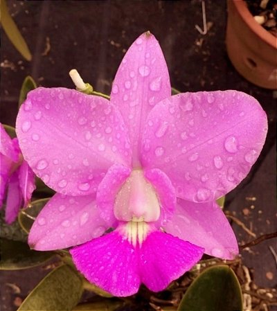 Walkeriana Coerulea A15 x (Miriam Juliato x Herança)