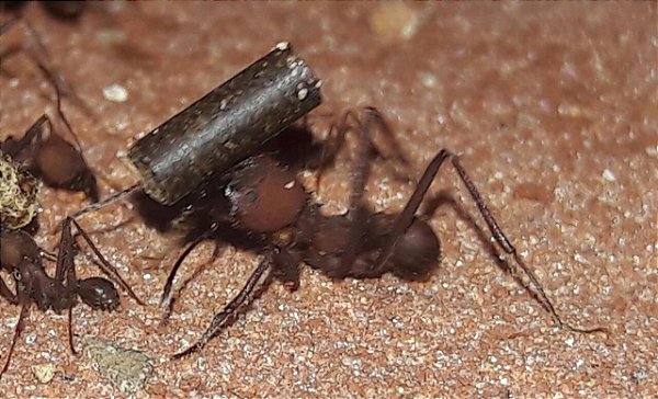 ISCA FORMICIDA