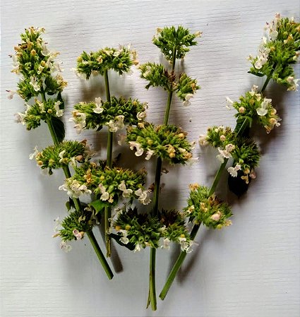 Vip Catnip Gold Flores -Edição Limitada