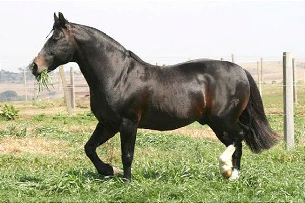 Chicão de Santa Odessa