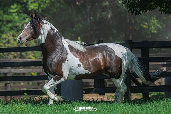 Ilustre Equador