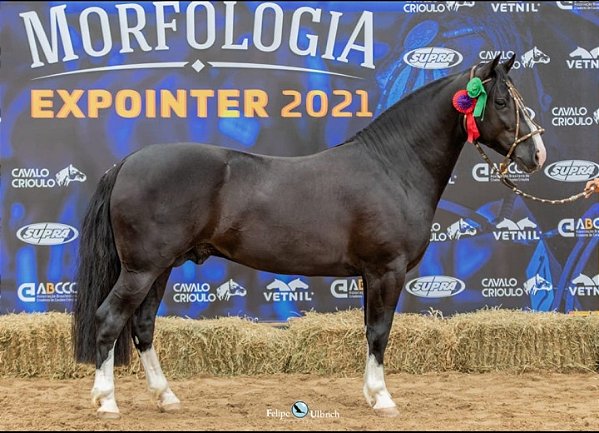 Quebracho Negro do Morro Chato
