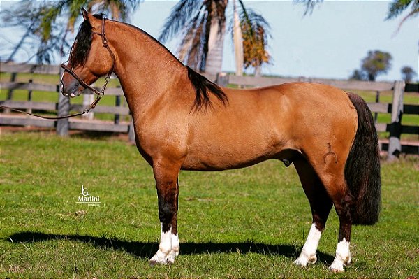 Marconi Leopardo - TE