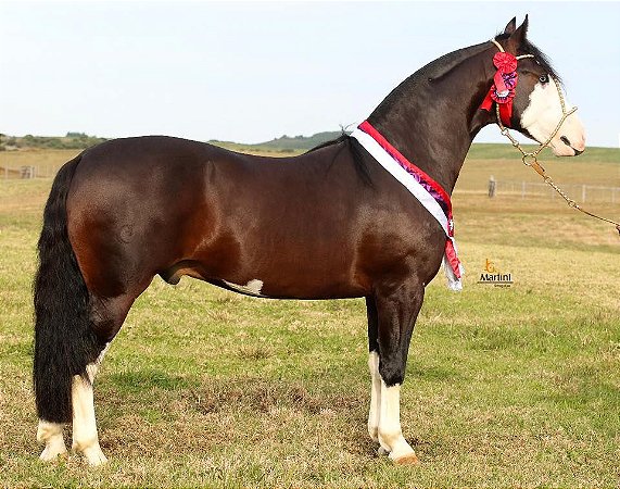 Xeque Mate da Boa Vista