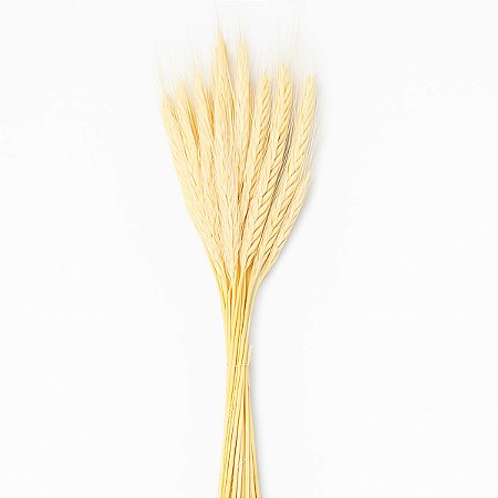 Trigo Alvejado Natural para Decoração - Feixe com 40 espigas