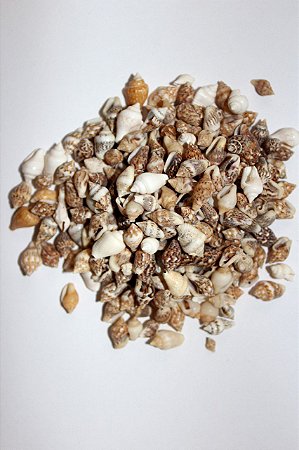 nassa shell - (pyrene testudinaria) - 750gr