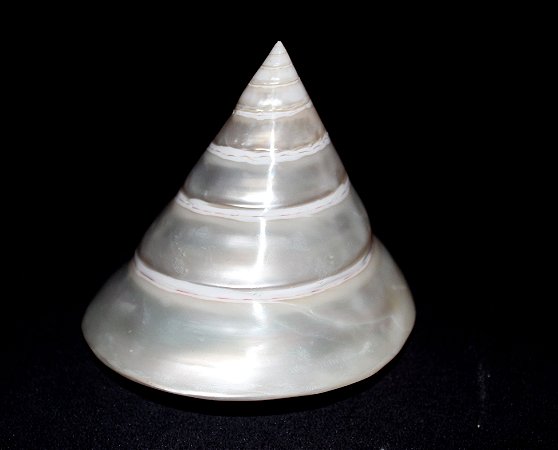 troca male  pearl. (trochus niloticus) 10 cm  - unid