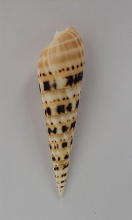 terebra maculata 12 cm  - unid