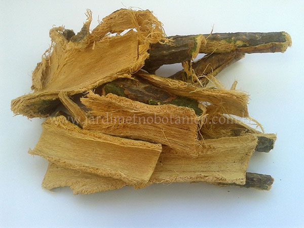 Mulungu (Erythrina mulungu) - Cascas em pedaços