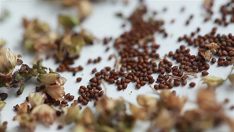 Manjericão Sagrado Tulsi/Holy Basil (Ocimum tenuiflorum) - 100 sementes para cultivo