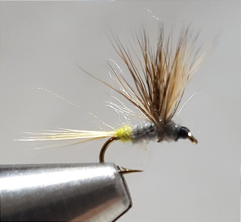 Adams Female