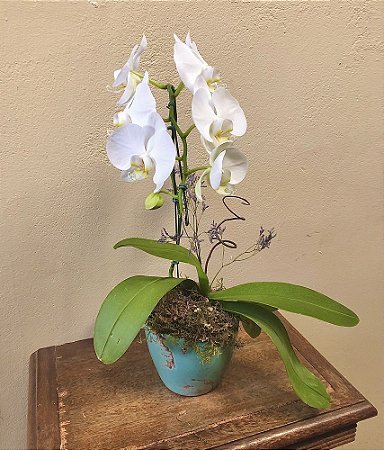 Assinatura floral de Orquídea