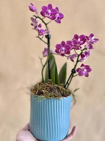 Orquídea Baby no vaso de cerâmica