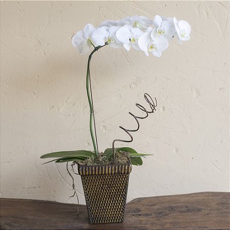 Orquídea Phalaenopsis