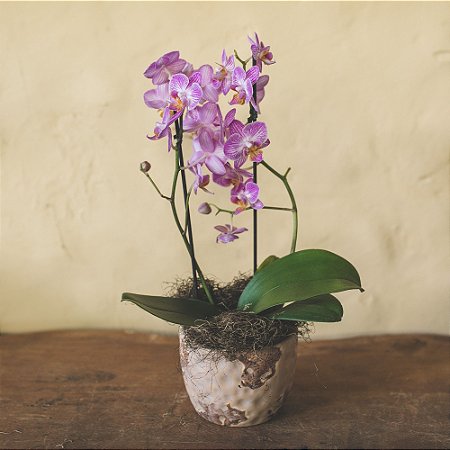 Mini Orquídea Phalaenopsis