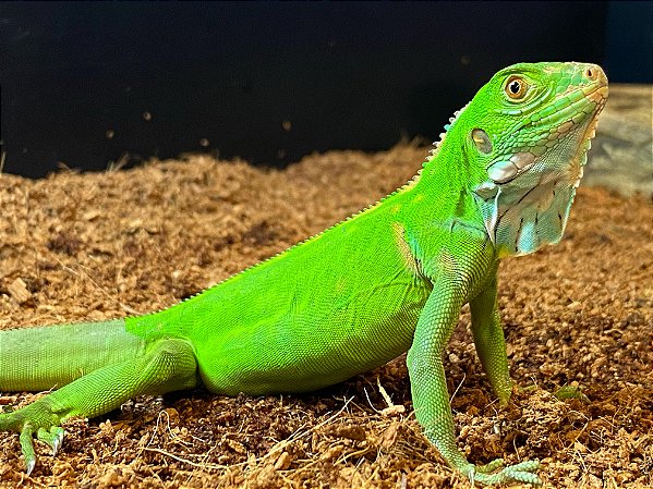 Iguana Amazônica (iguana iguana) - R$ 3.700,00 à Vista ou em 6 x 650,00 no cartão. (LEIA A DESCRIÇÃO)