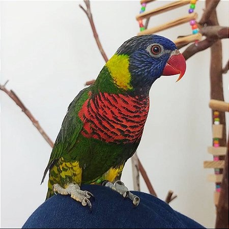 Loris Arco iris (Trichoglossus haematodus) - R$ 1.710,00 à vista ou em 6 x R$ 300,00 no cartão de crédito (LEIA A DESCRIÇÃO)