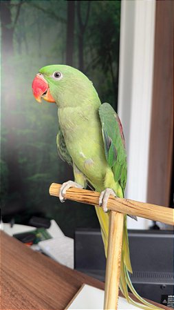 Grande Alexandre (  Psittacula eupatria ) - Fêmea R$ 3.325,00 à vista ou em 6 x 584,00 no cartão (LEIA A DESCRIÇÂO)