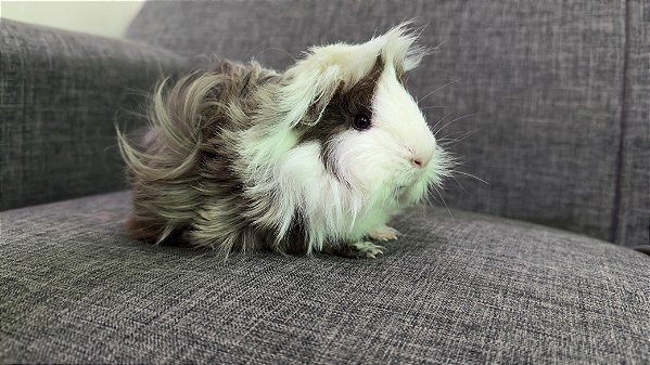 Porquinho da India Peruano Macho - R$ 150,00 (LEIA A DESCRIÇÂO)