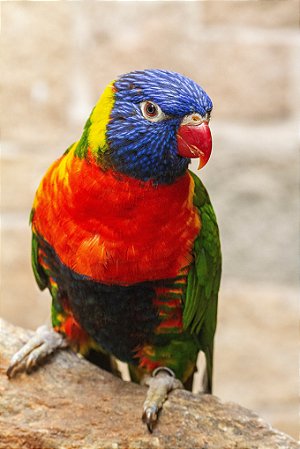 Loris Molucanos (Trichoglossus haematodus) - R$ 2.185,00 à vista ou em 6 x R$ 383,30 no cartão de crédito (LEIA A DESCRIÇÂO)