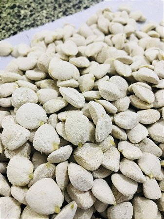 Kit 90 dias NOZ DA ÍNDIA