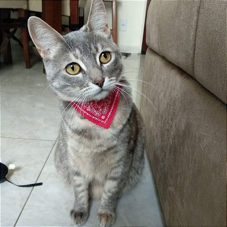 Coleira bandana gato Clearance
