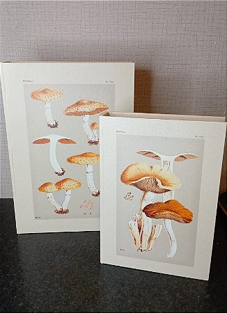 Kit Livros Caixas The Biology Of Fungi - 2 peças