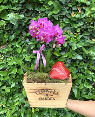 Garden de Mini Orquídea com Chocolate