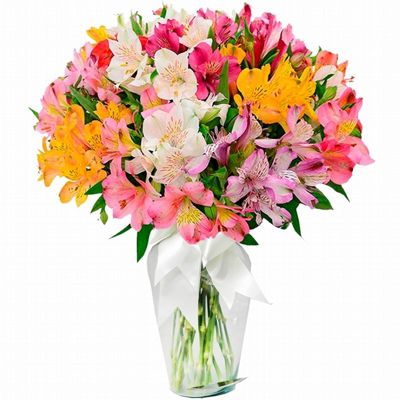 Luxuosas Astromélias Coloridas no Vaso Azaléia