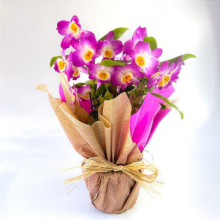 Orquídea Dendrobium Decorada