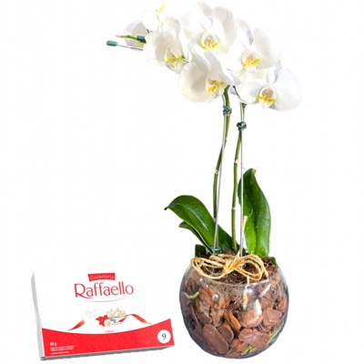 Mini Orquídea Com Chocolate Rafaello