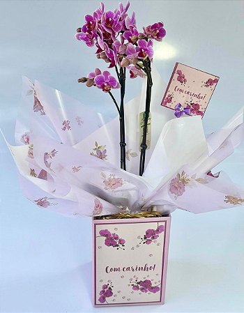Mini Orquídea Rara Phalaenopsis Pink com 2 astes